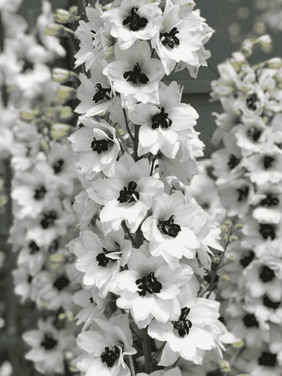 Дельфиниум  культурный M. F. White Dark Bee