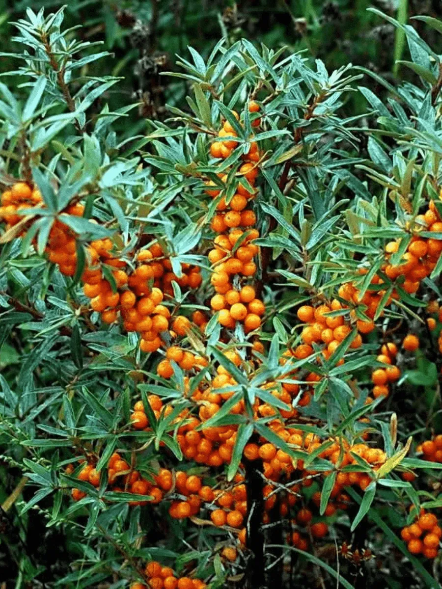 Облепиха крушиновидная Hergo