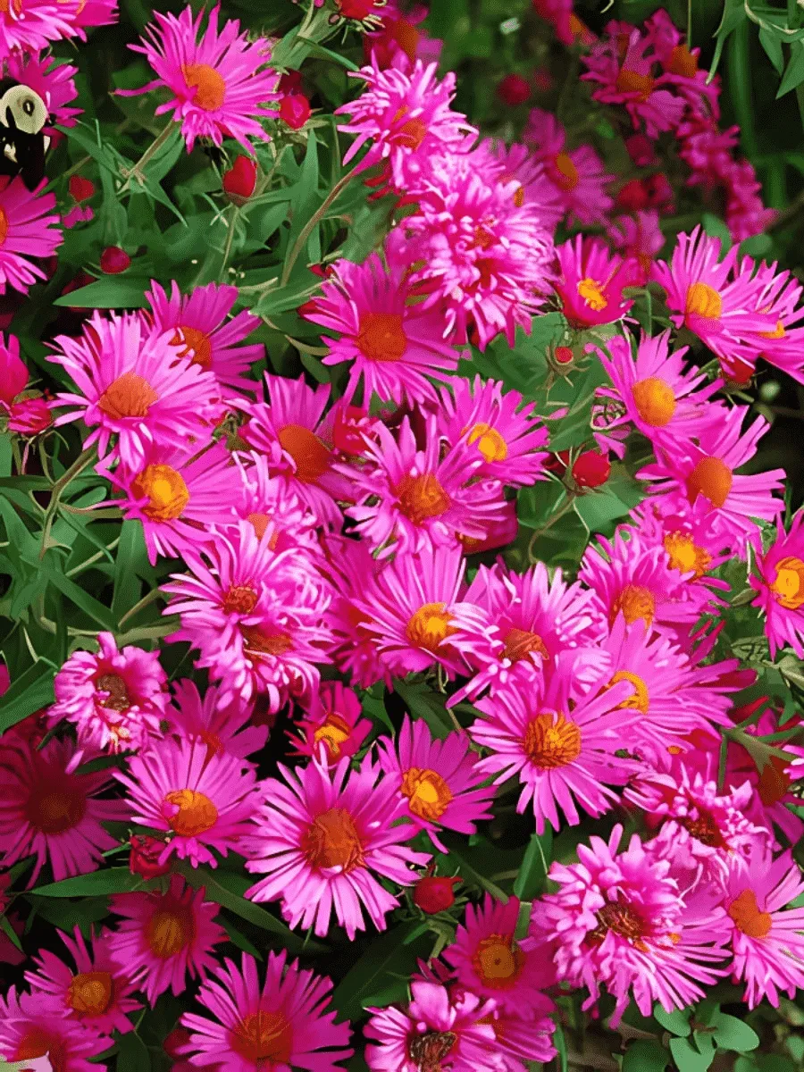 Астра ново-английская Andenken An Alma Poetschke