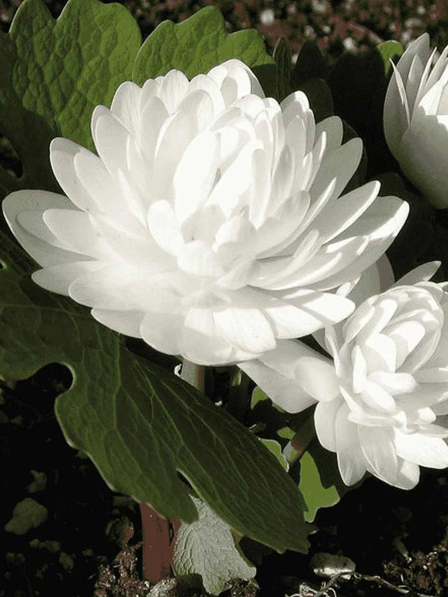 Сангвинария канадская Flora Plena