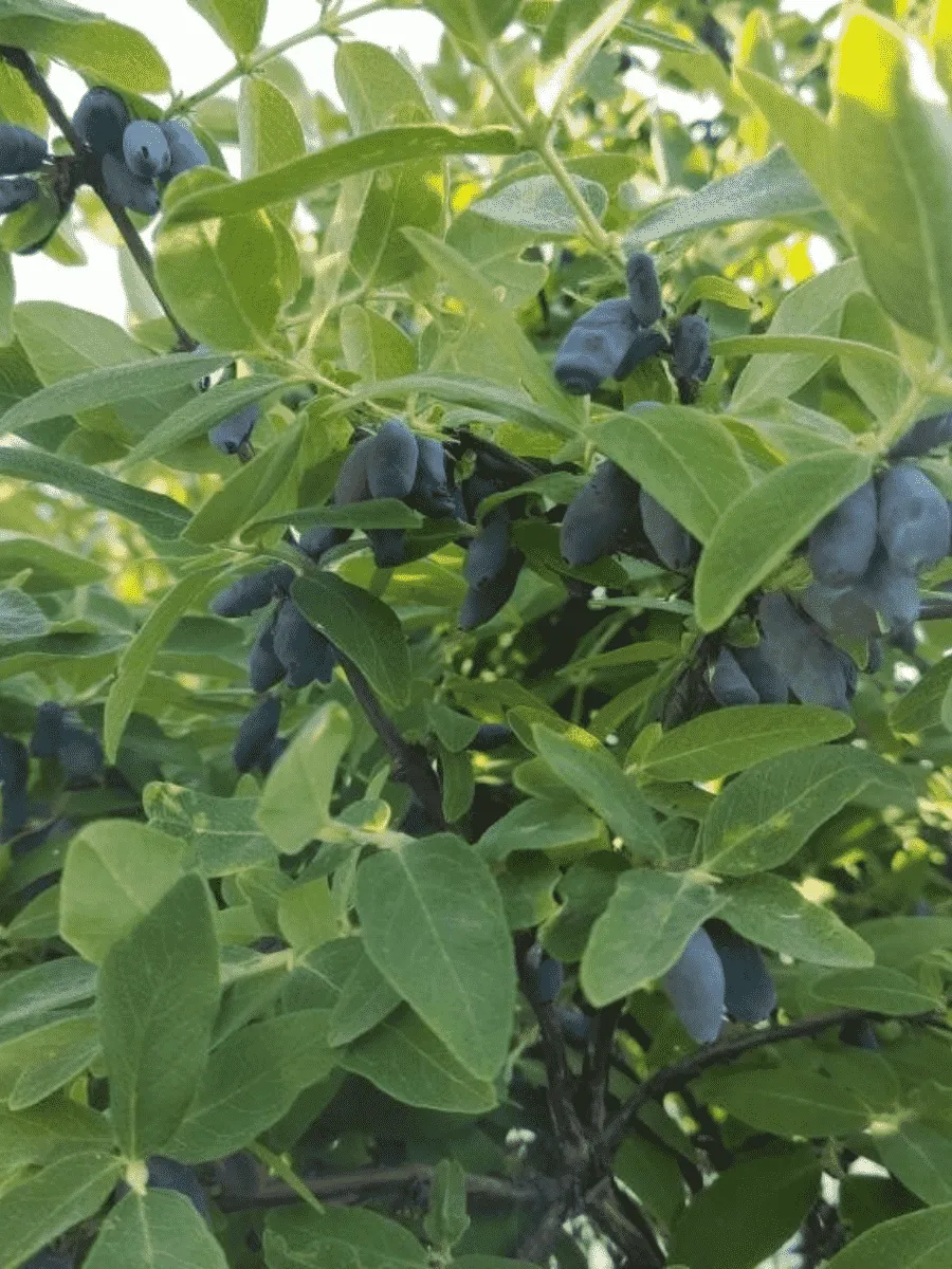 Жимолость плодовая Темная ночь