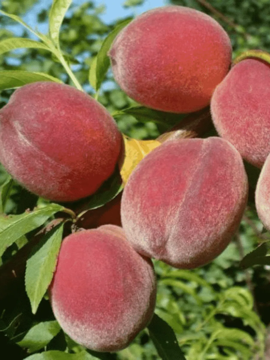 Персик Фаворит Мореттини