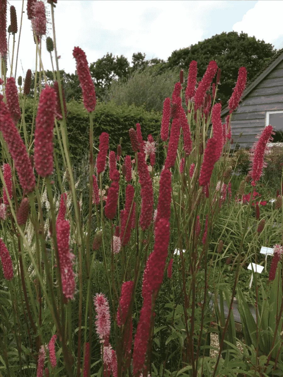 Кровохлебка Blackthorn