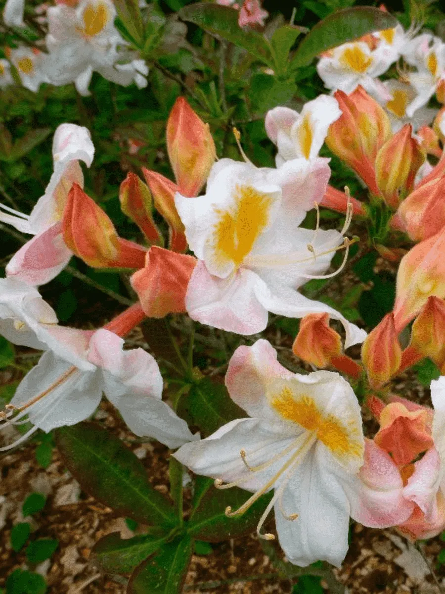 Азалия крупноцветковая Silver Slipper