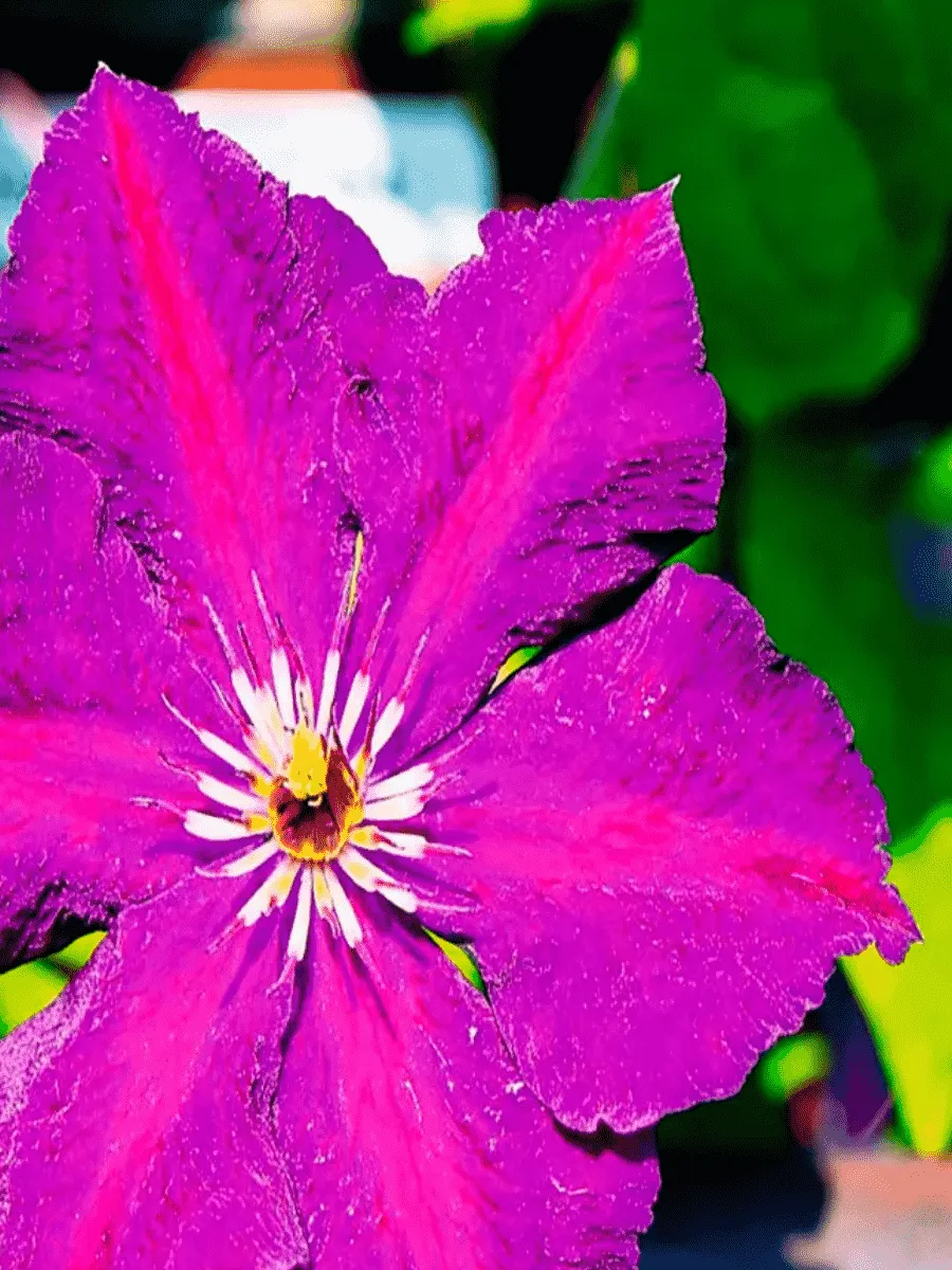 Клематис гибридный Grunwald