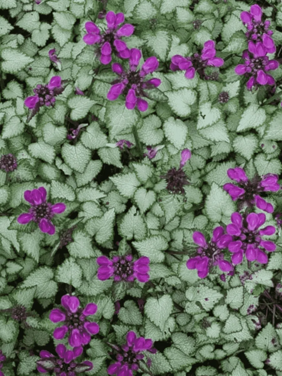 Яснотка крапчатая Beacon Silver