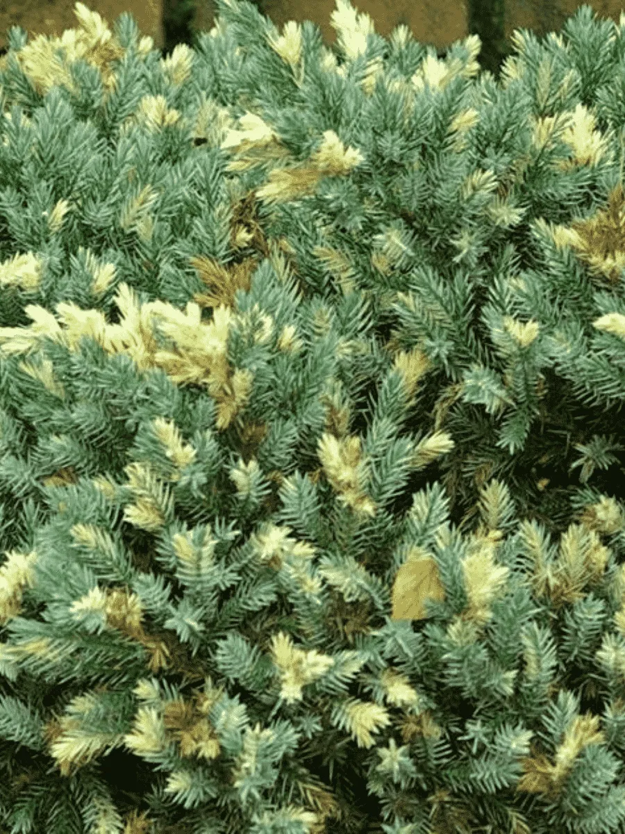 Можжевельник чешуйчатый Floreant