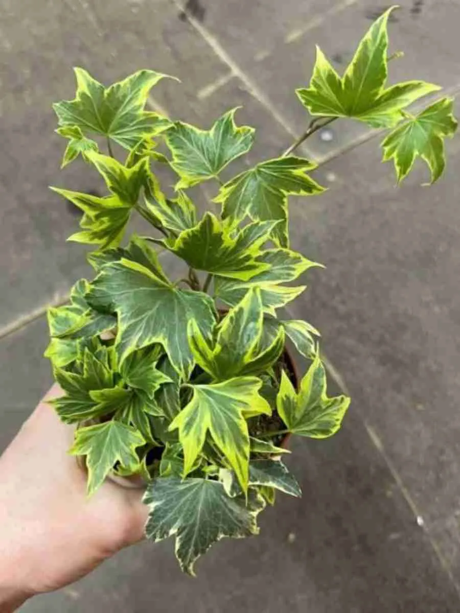 Плющ обыкновенный Yellow Ripple