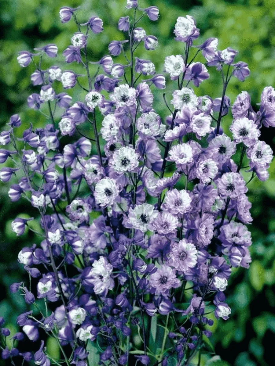 Дельфиниум высокий La Boheme