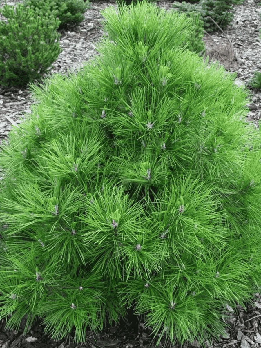 Сосна чёрная Nana