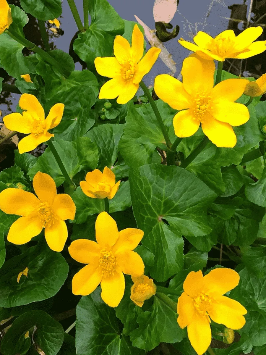 Калужница болотная Bright Yellow