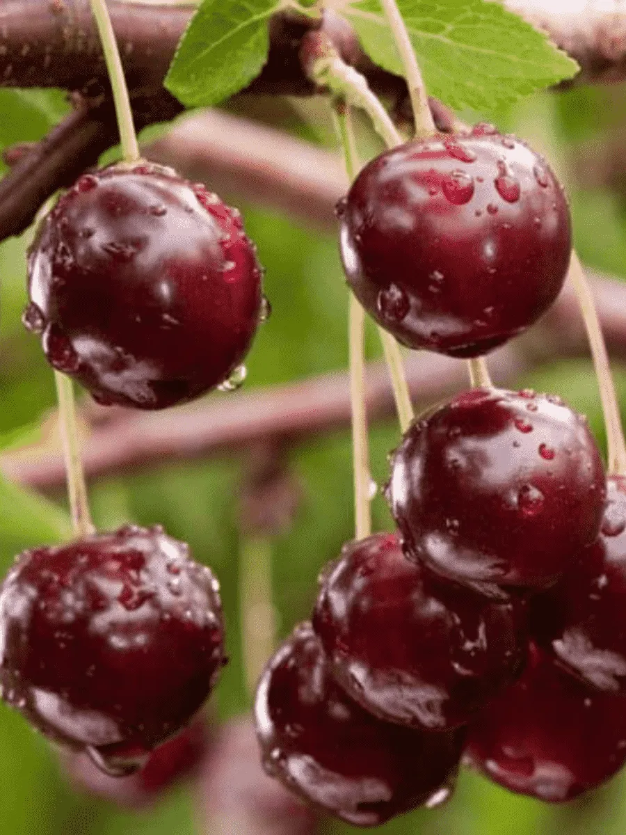 Вишня Морель Брянская