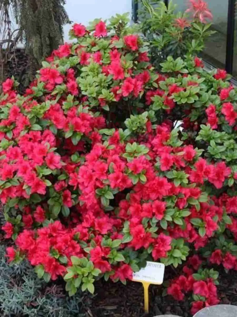 Азалия японская Toreador