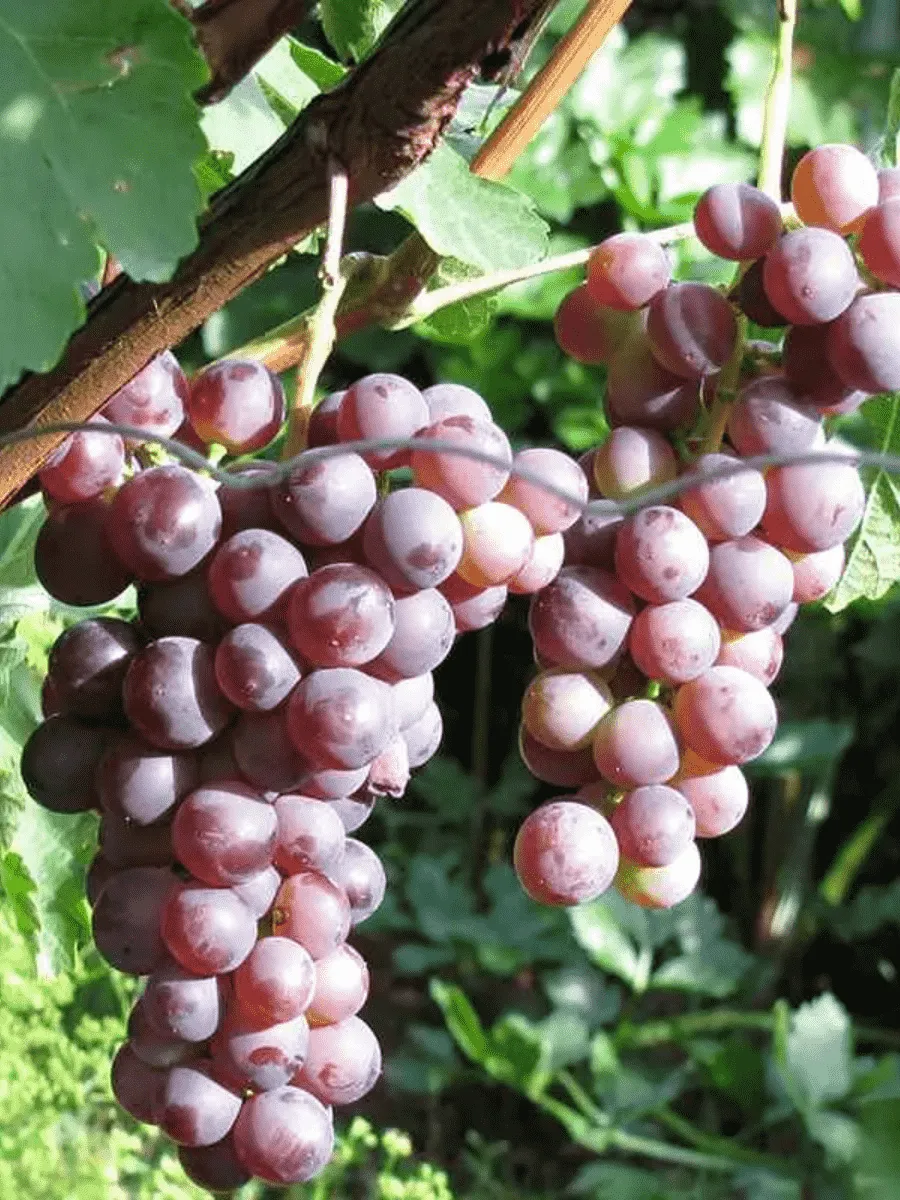 Виноград культурный Русский ранний