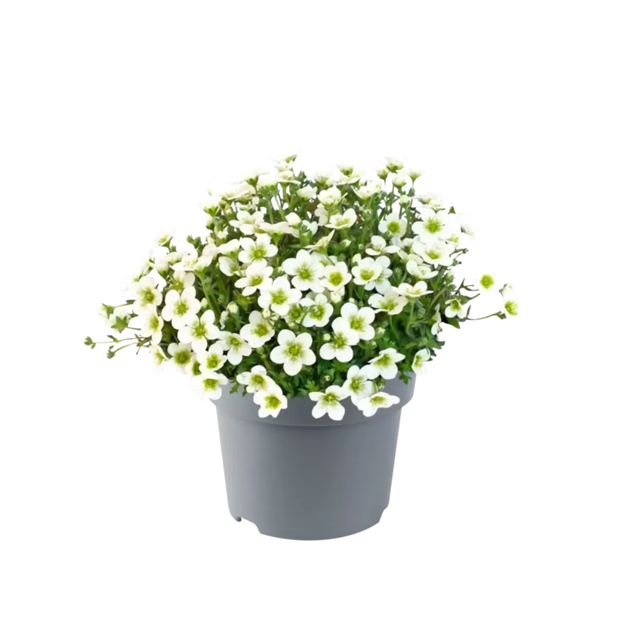 Камнеломка Ice Colours