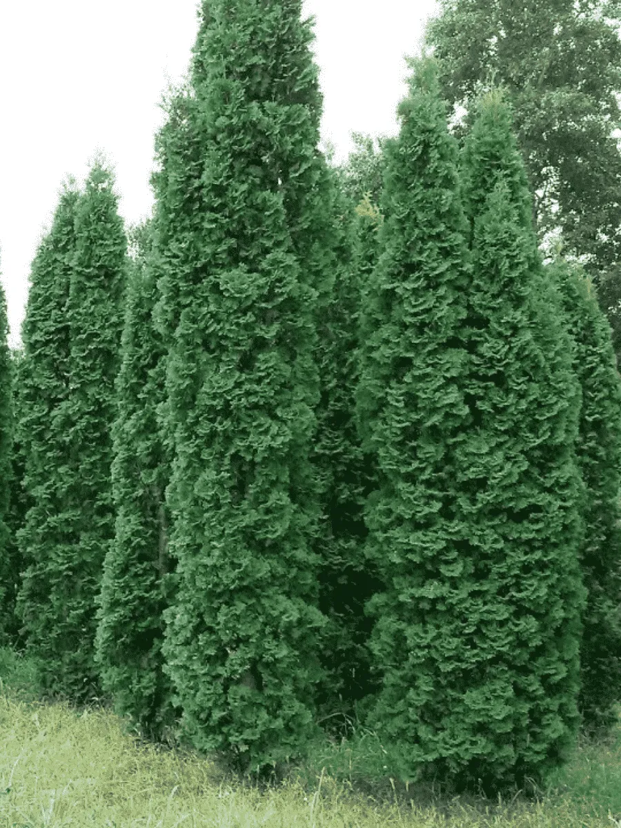 Туя западная Columna
