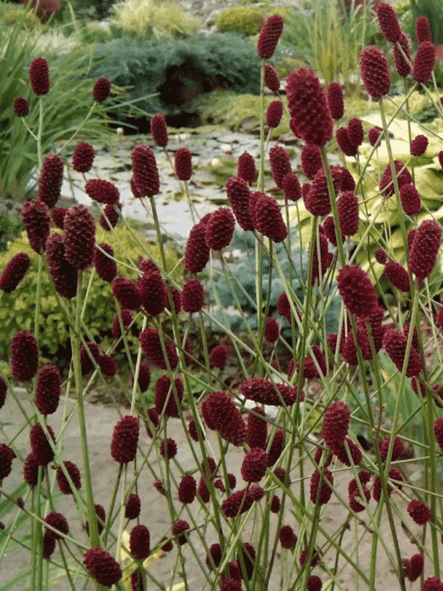 Кровохлебка лекарственная Lum