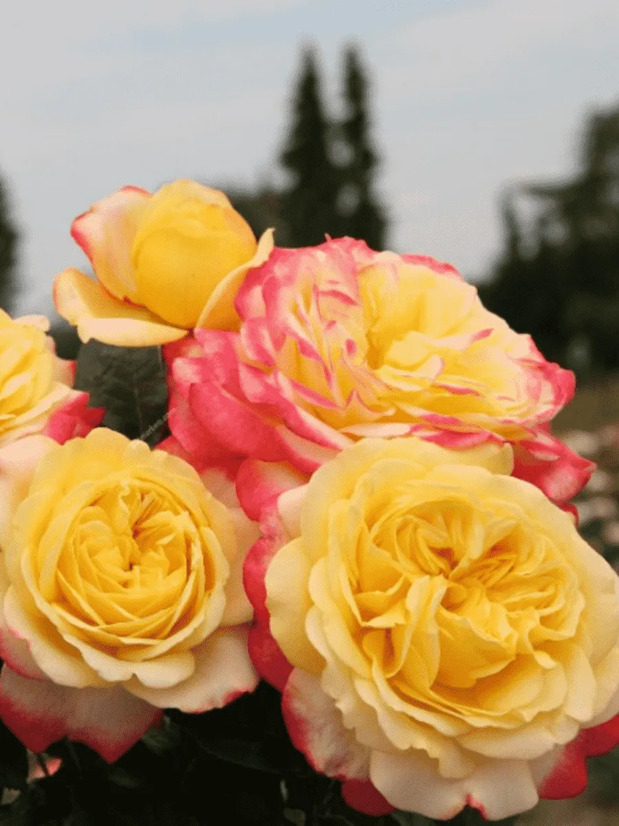 Роза чайно-гибридная Kordea Jubilee