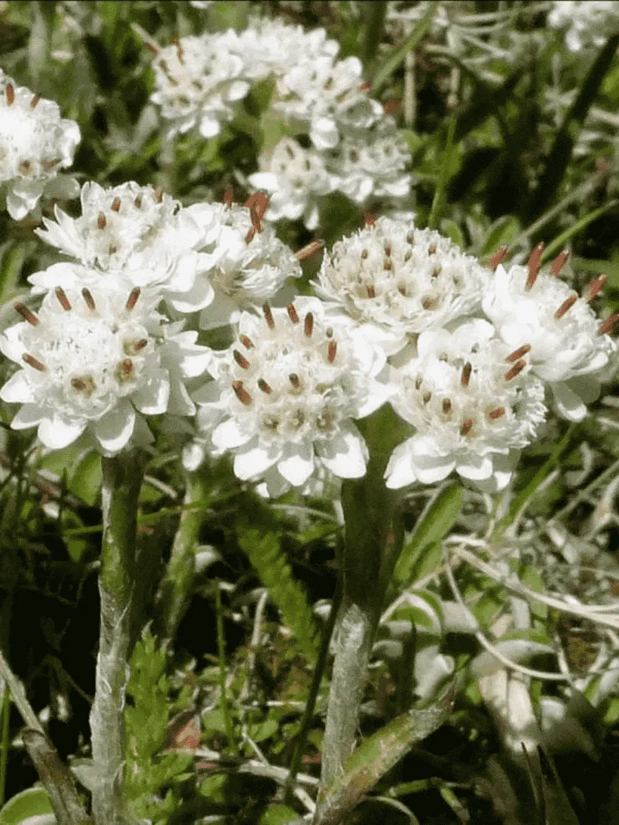 Антеннария войлочная