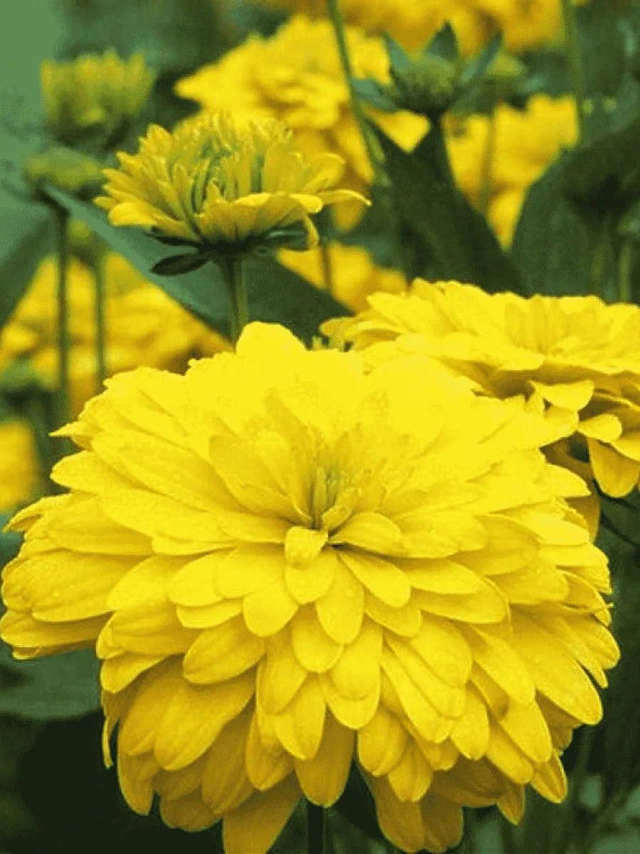 Рудбекия рассеченная Goldquelle