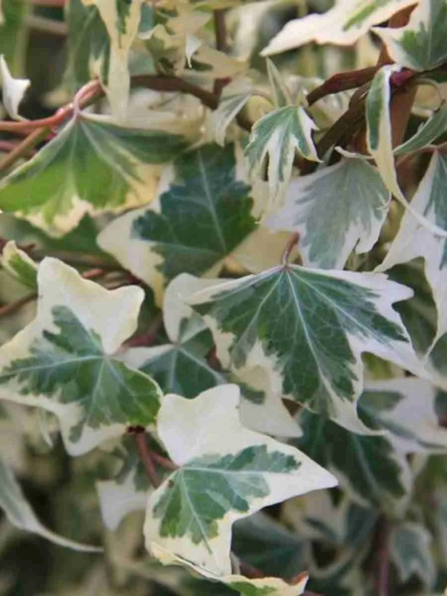 Плющ обыкновенный Glacier