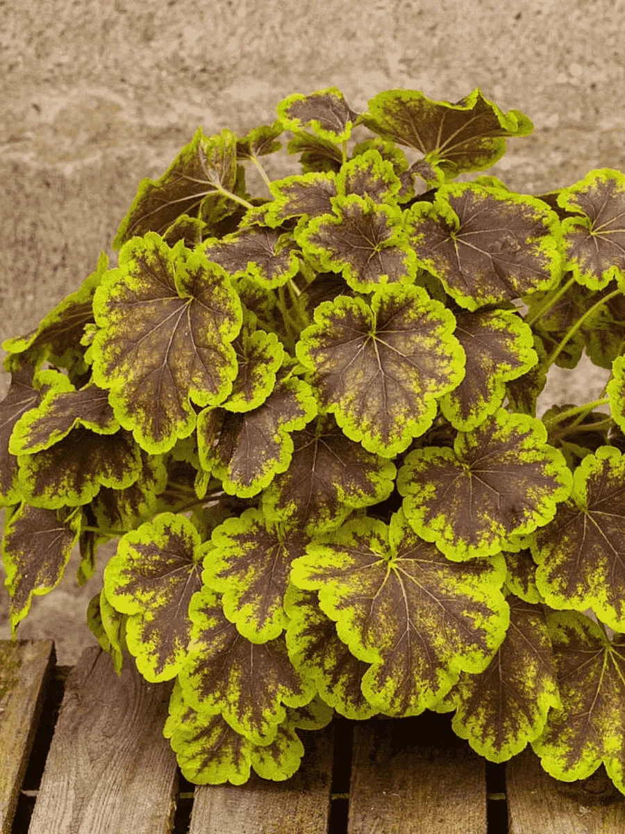 Гейхерелла Solar Eclipse