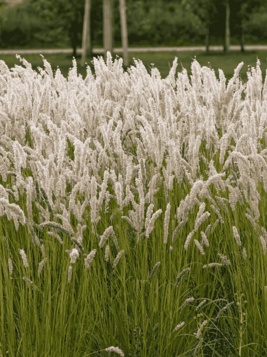 Перловник реснитчатый