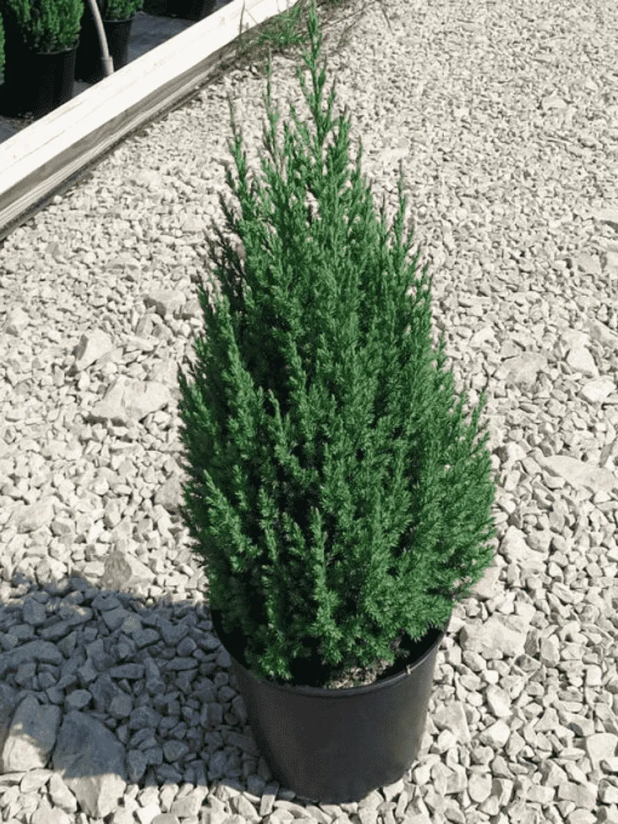 Можжевельник китайский Stricta