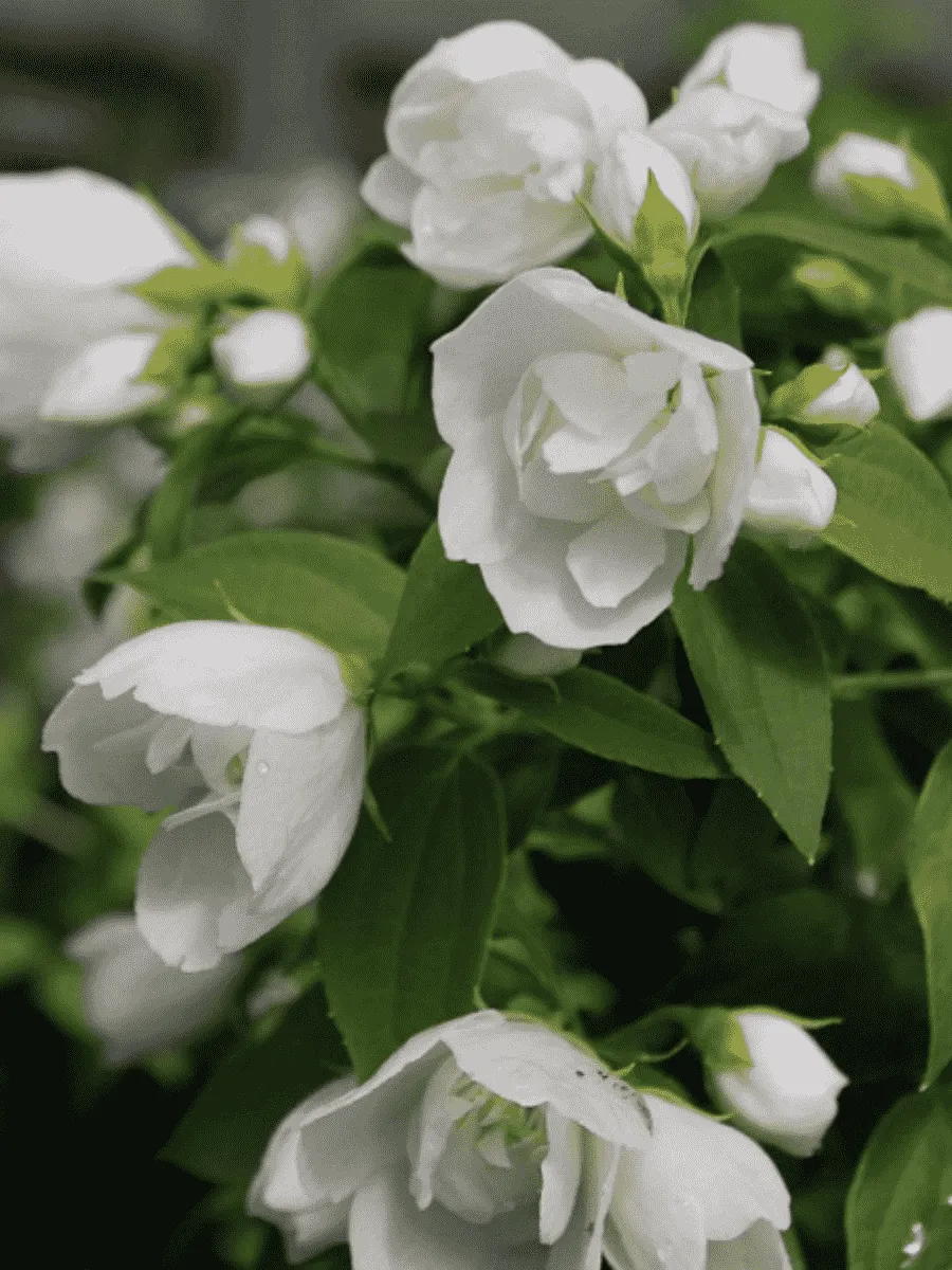 Чубушник Лемуана Manteau d'Hermine