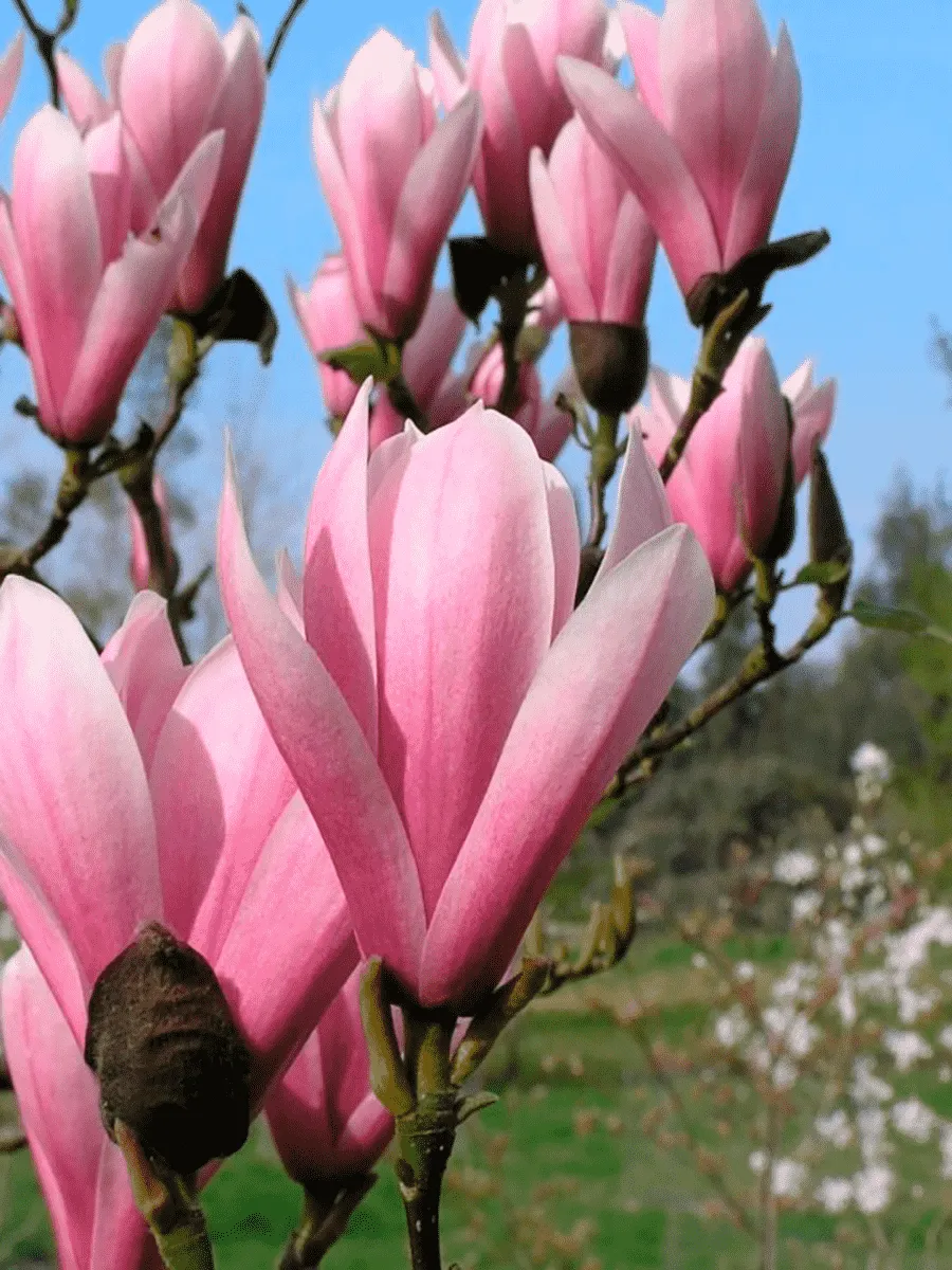 Магнолия гибридная Heaven Scent