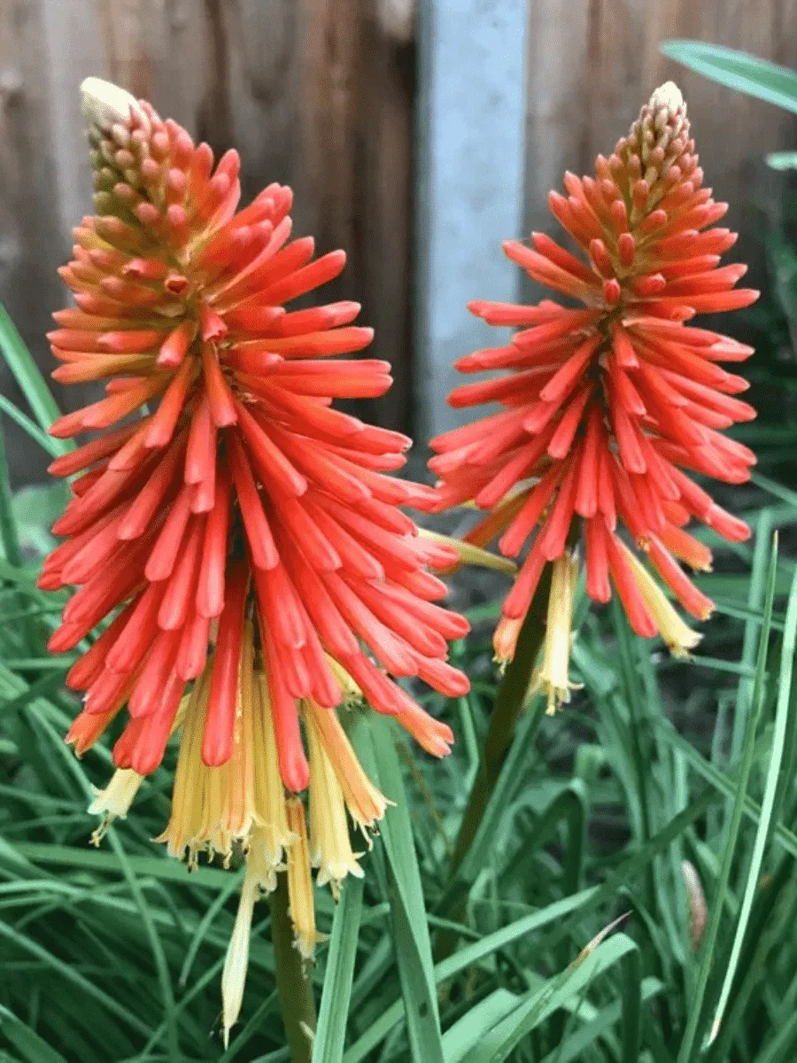 Книфофия ягодная Flamenco