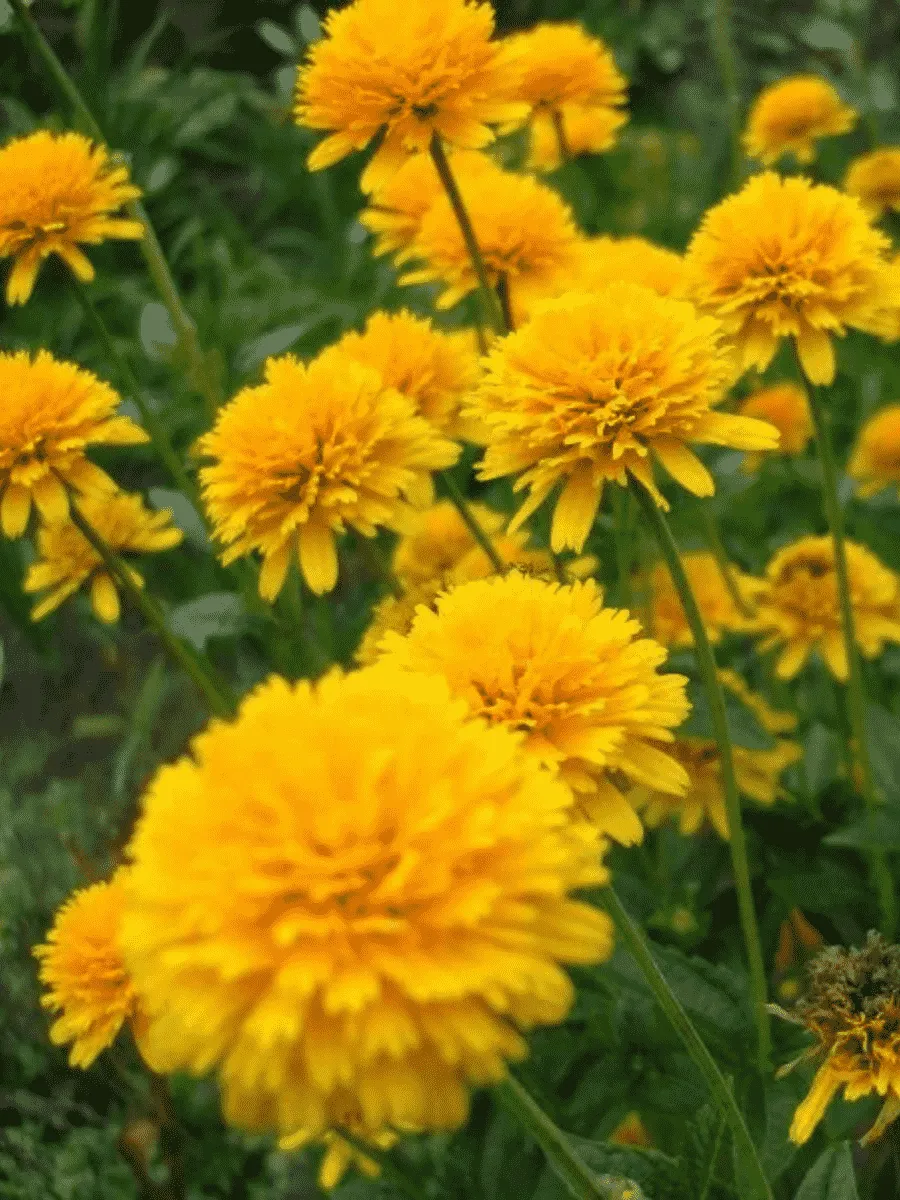 Гелиопсис подсолнечниковидный Asahi