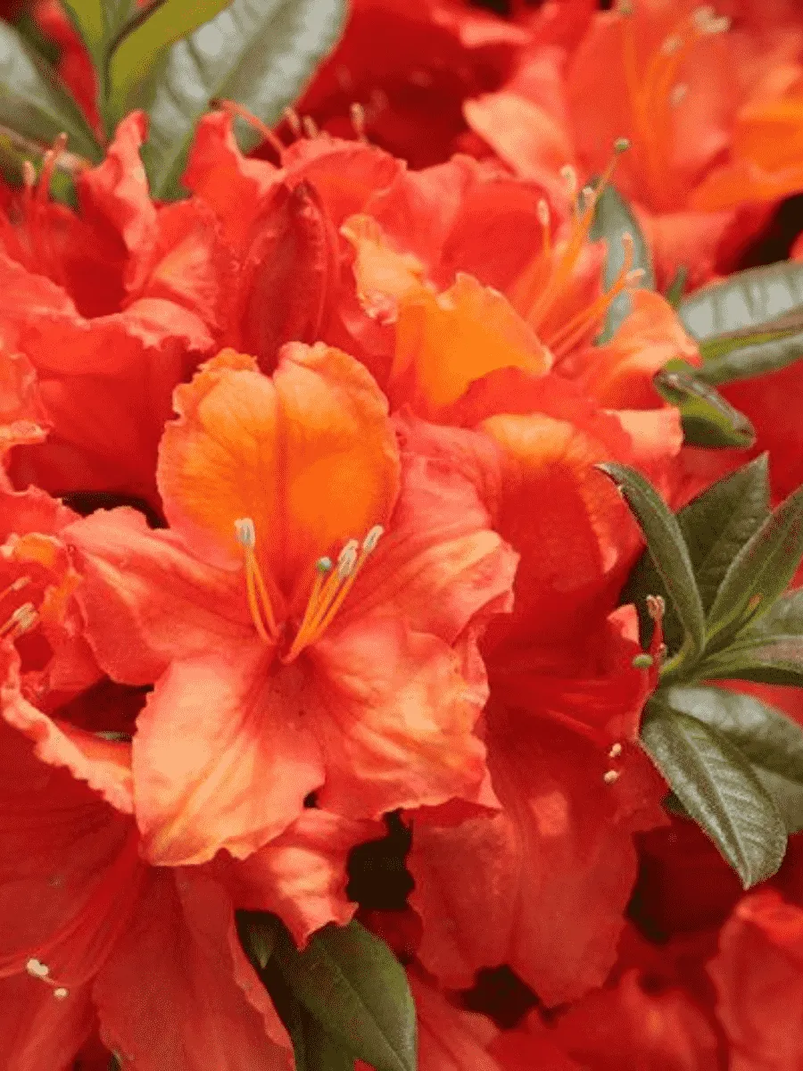 Азалия крупноцветковая Apricot