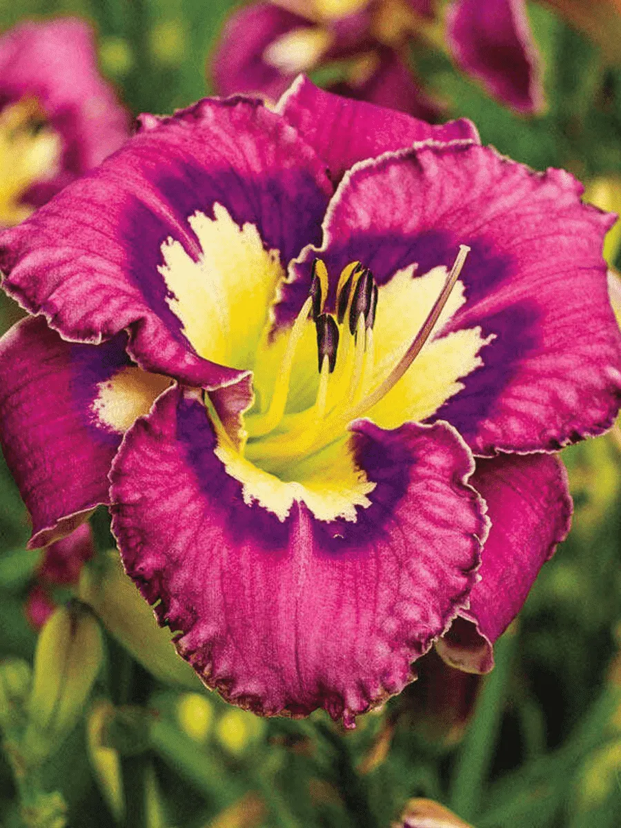 Лилейник Catcher in the Eye