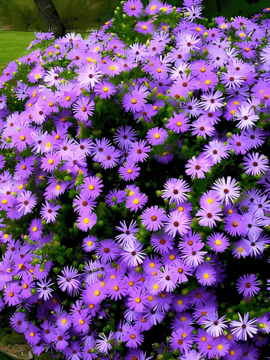 Астра кустарниковая Early Blue