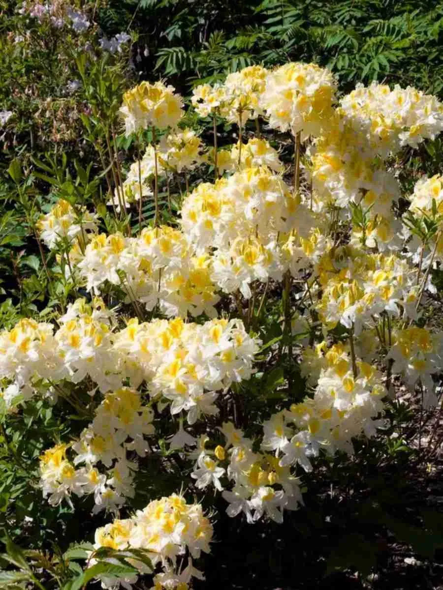 Азалия Northern Hi Lights