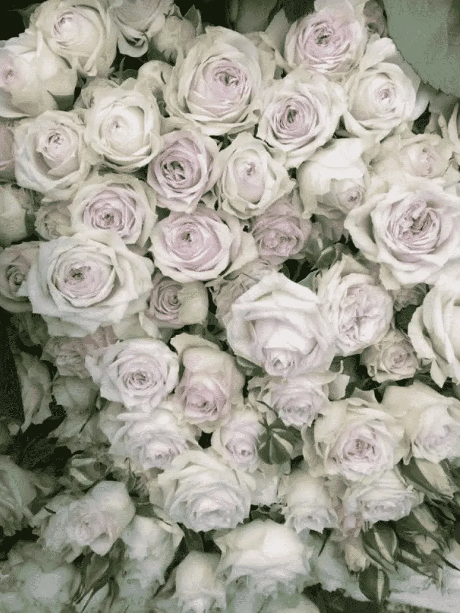 Роза спрей Silver Lace