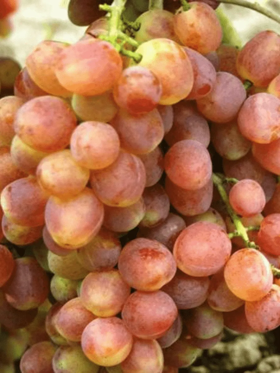 Виноград культурный Кеша