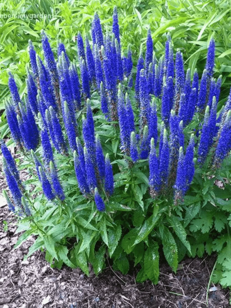 Вероника колосистая Nana Blauteppich