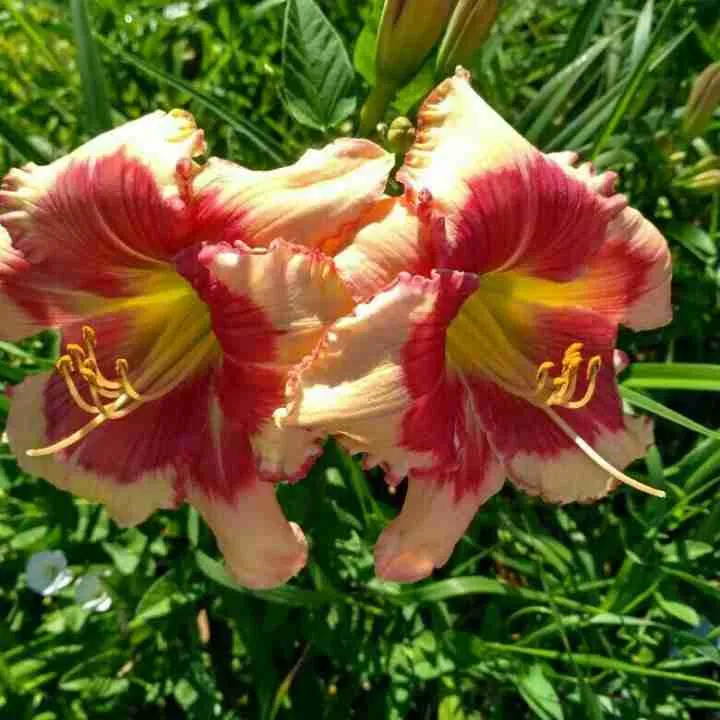 Лилейник Hello Screamer