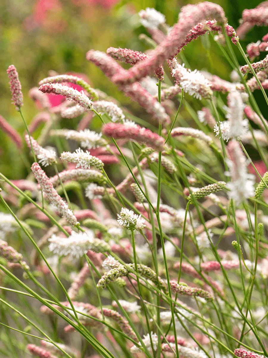 Кровохлебка Strawberry Frost