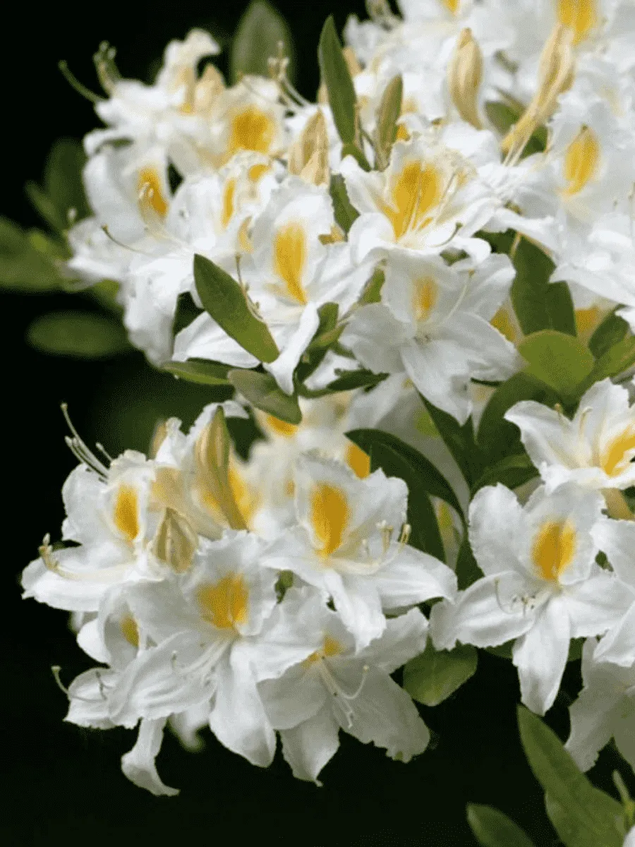 Азалия крупноцветковая Schneegold