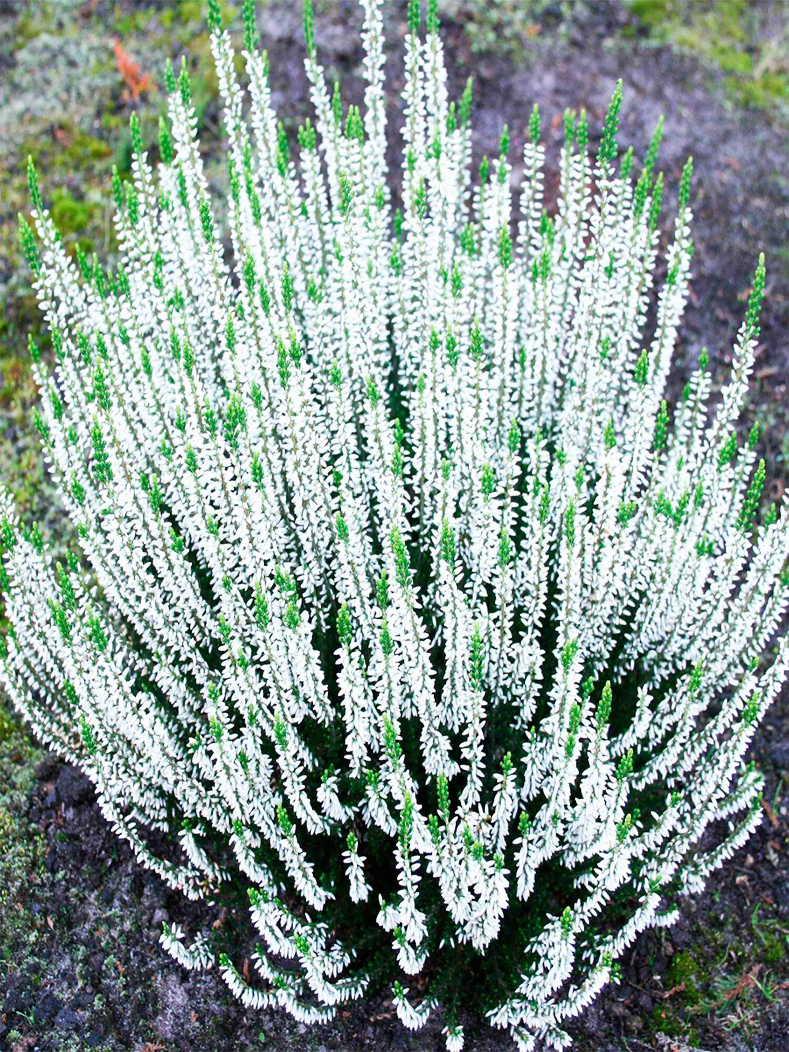 Вереск обыкновенный Elisia