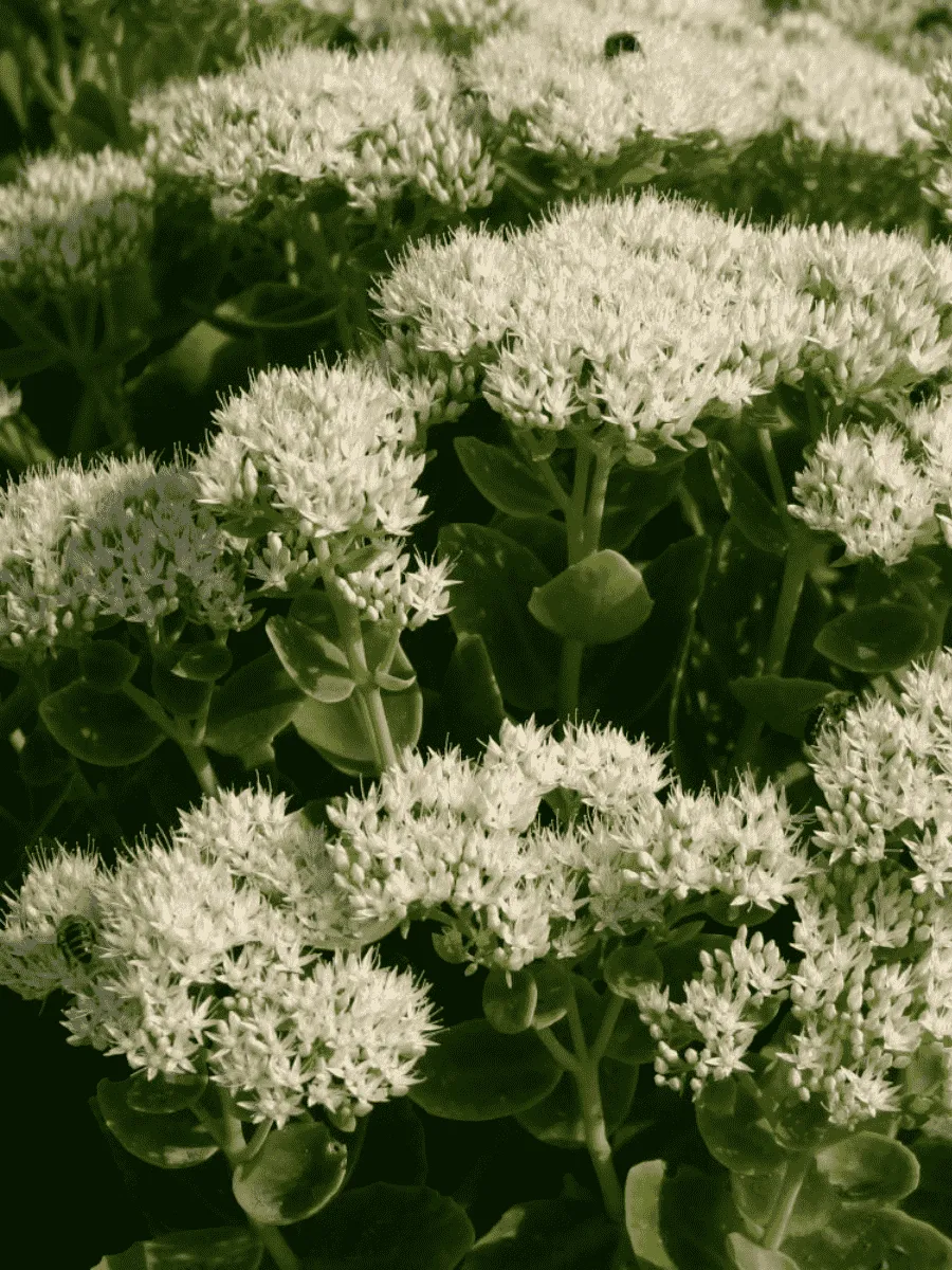 Очиток видный Star Dust