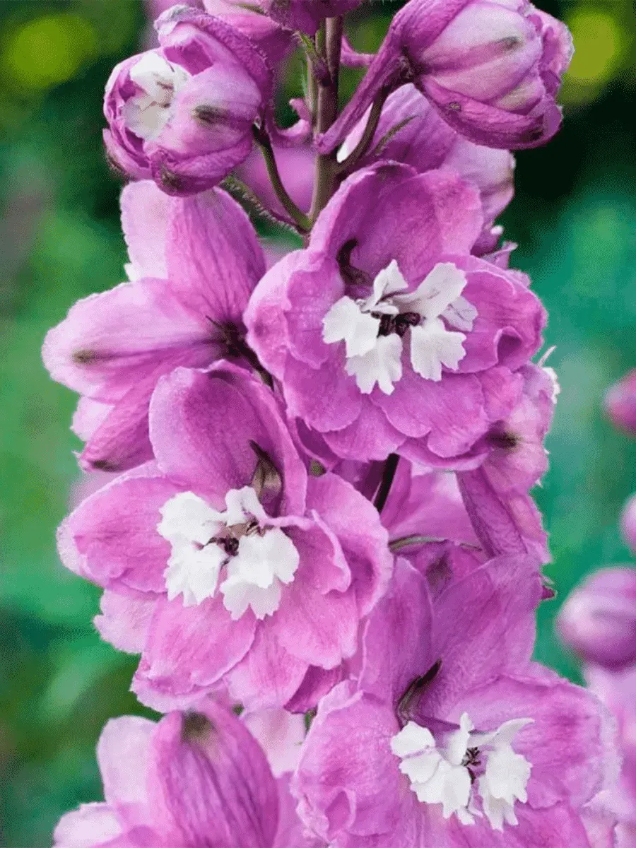 Дельфиниум  культурный M.F. Lavender with White Bee