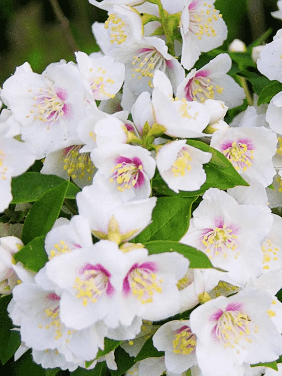 Чубушник гибридный Belle Etoile