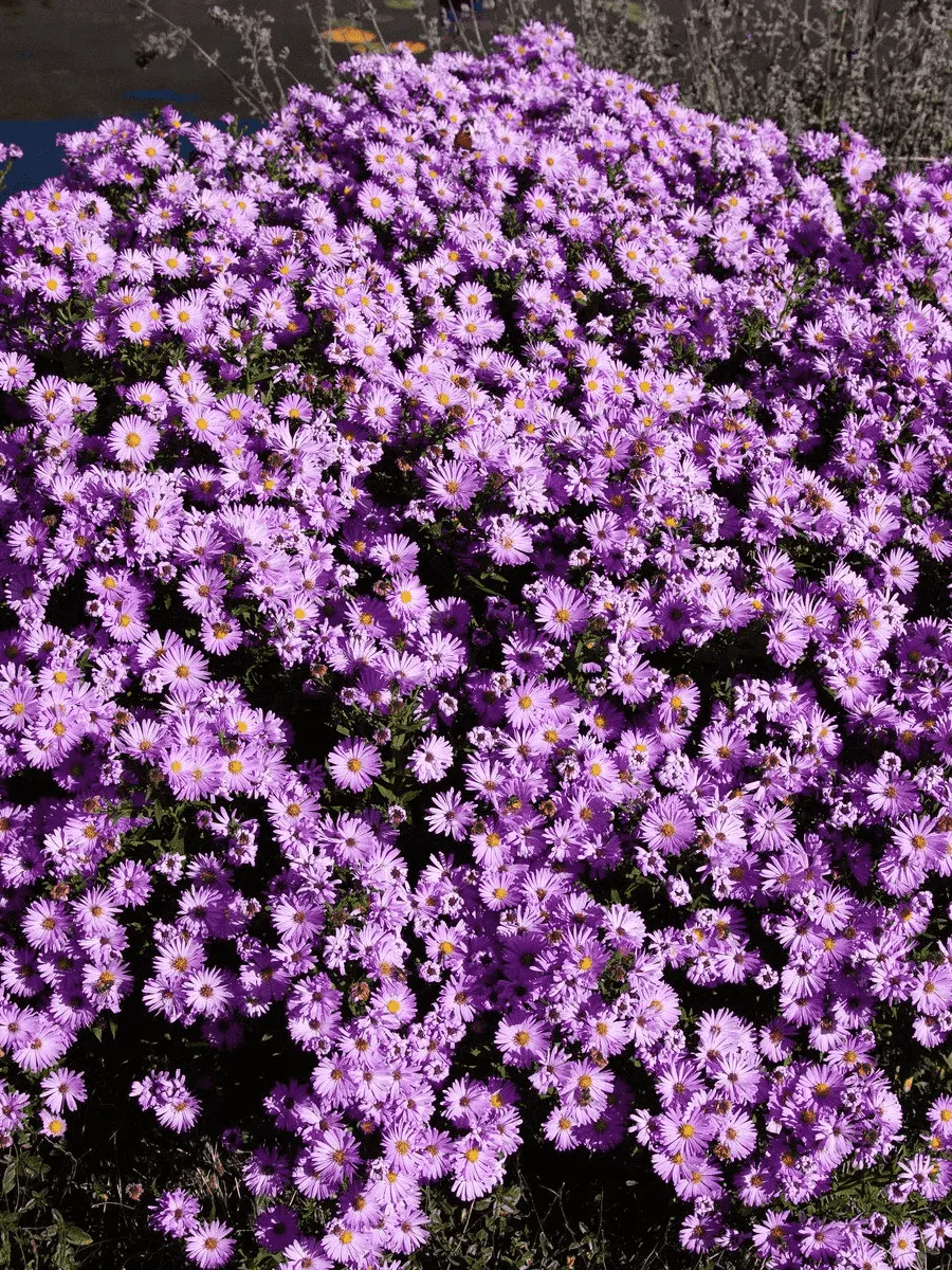 Астра кустарниковая Herbstgruss vom Besserhof