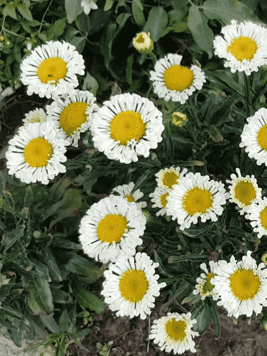 Нивяник наибольший Real Neat