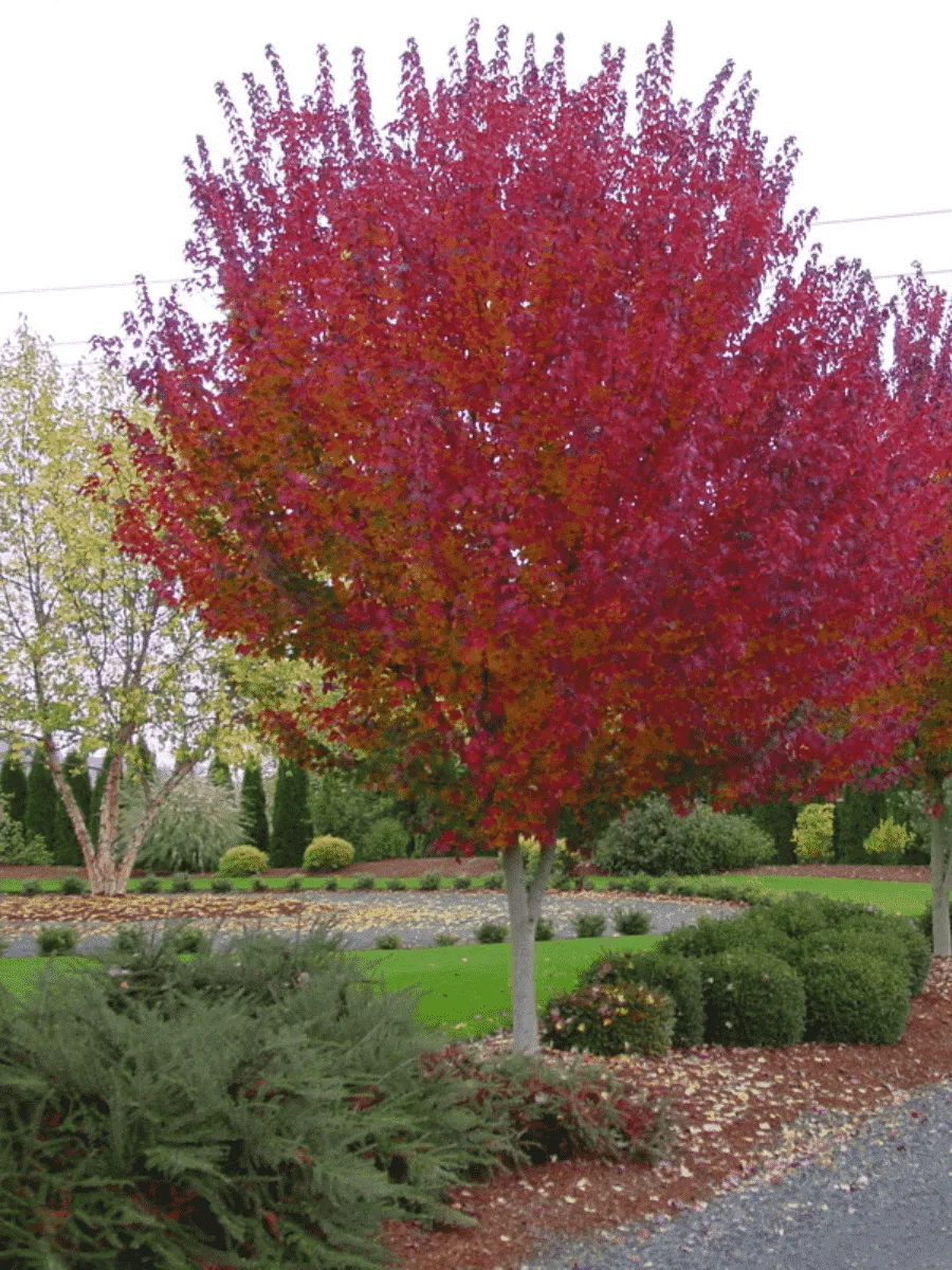Клен красный Burgundy Belle
