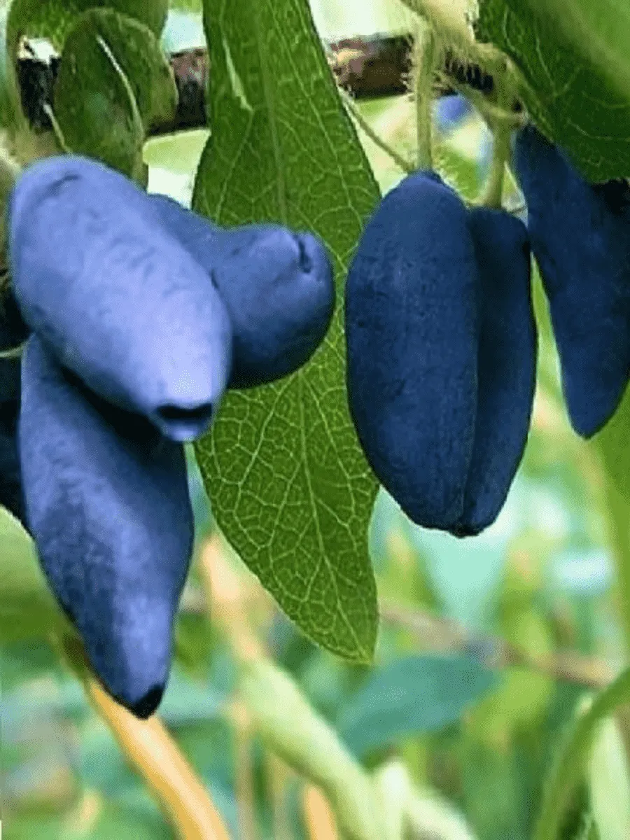 Жимолость сьедобная Голубое Веретено